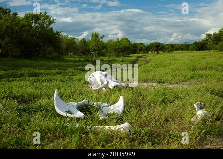 Knochen eines afrikanischen Elefanten (Loxodonta africana), Savuti Region, Chobe National Park, Botswana, Afrika Stockfoto
