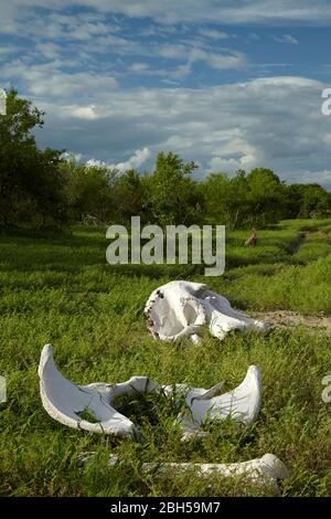 Knochen eines afrikanischen Elefanten (Loxodonta africana), Savuti Region, Chobe National Park, Botswana, Afrika Stockfoto