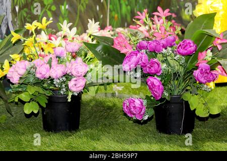 Schöne dekorative rosa Rose Blume Pflanze in schwarzen Topf Stockfoto