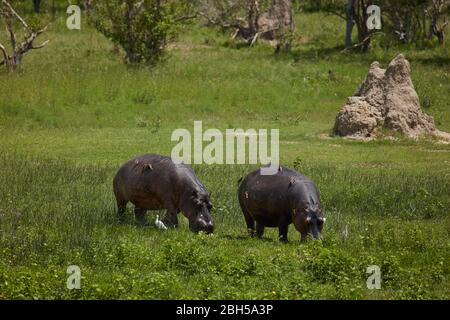 Hippos, Moremi Game Reserve, Botswana, Afrika Stockfoto