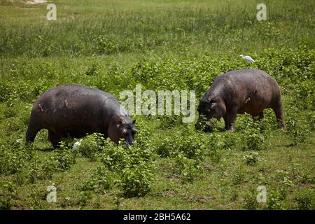 Hippos, Moremi Game Reserve, Botswana, Afrika Stockfoto