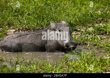 Warthog (Phacochoerus africanus), Moremi Game Reserve, Botswana, Afrika Stockfoto