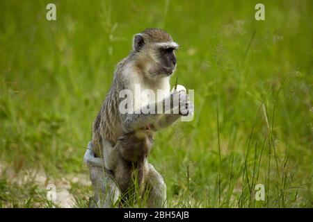 Vervet Monkey (Chlorocebus pygerythrus) und Kleinkind, Moremi Game Reserve, Botswana, Afrika Stockfoto
