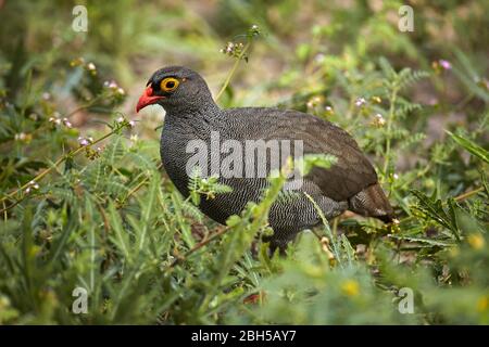 Rotschnabelhuhn (Pternistis adspersus), Savuti Region, Chobe National Park, Botswana, Afrika Stockfoto