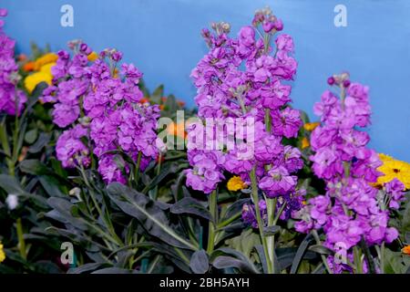 Schöne lila Blume Dekoration Pflanze mit Ringelblume und bunten Winterblumen im Park Hintergrund -Bild, selektive Fokus mit Unschärfe. Stockfoto