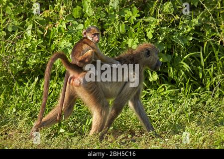Chacma Pavian (Papio ursinus) und Kleinkind, Chobe National Park, Botswana, Afrika Stockfoto