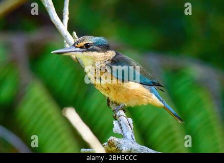 Der heilige Eisvogel thront in einem Baum in einer Waldumgebung Stockfoto