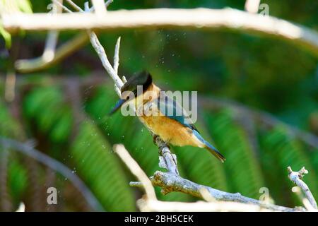 Der heilige Eisvogel thront in einem Baum, der Wassertropfen in einem Wald vergießend Stockfoto