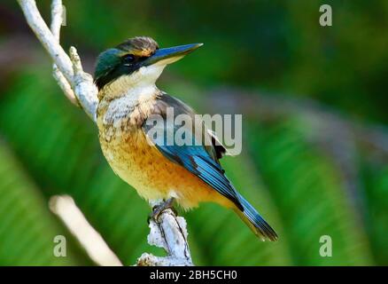 Der heilige Eisvogel thront in einem Baum in einer Waldumgebung Stockfoto