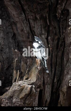 Pied Kingfisher (Ceryle rudis), Chobe National Park, Botswana, Afrika Stockfoto