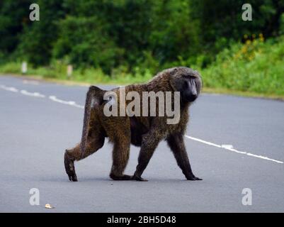 Olive Pavian auf dem Weg nach Bonga, Äthiopien. Stockfoto