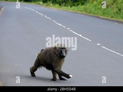 Olive Pavian auf dem Weg nach Bonga, Äthiopien. Stockfoto