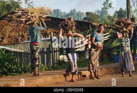 Bauern, die im ländlichen Äthiopien Holz auf dem Rücken tragen. Stockfoto