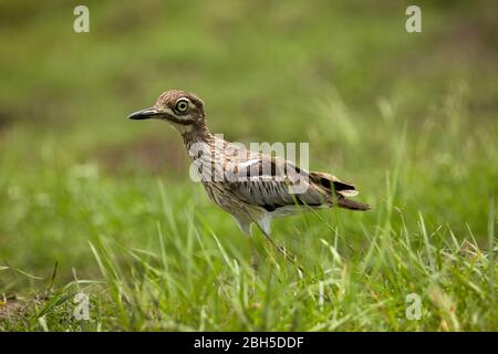 Wasser-Dickkniegewässer (Burhinus vermiculatus), Chobe National Park, Botswana, Afrika Stockfoto