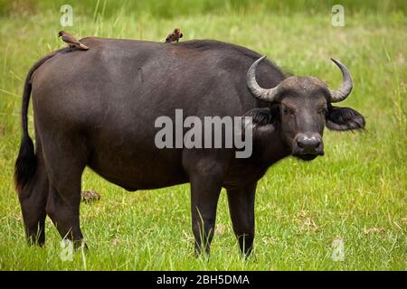 Kap-Büffel (Syncerus caffer caffer) und Gelbschnabeloxpecker, Chobe National Park, Botswana, Afrika Stockfoto