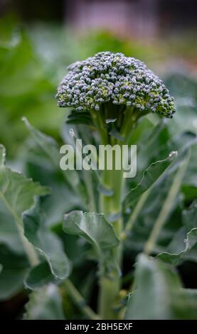 Frische Brokkoli Köpfe wachsen in einem Garten Stockfoto