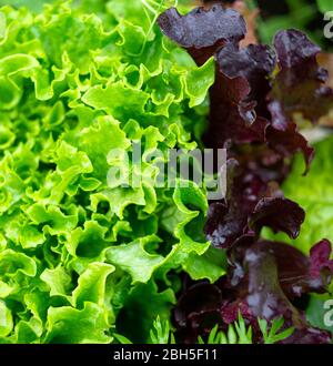 Rot-grüner, lockiger Blattsalat Stockfoto