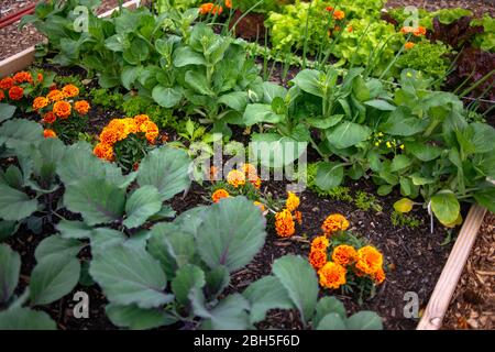 Schönes Sommergarten Grundstück in einem Hochbett mit Blumen und Gemüse Stockfoto