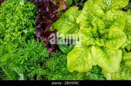Frischer Salat, der in einem Sommergarten wächst Stockfoto