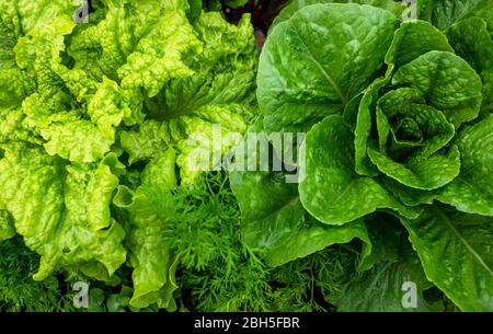Frischer Salat, der in einem Sommergarten wächst Stockfoto