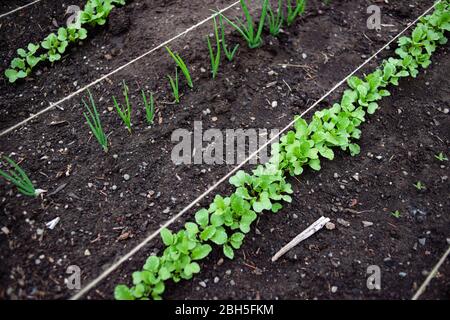 Pflanzen von Sämlingen auf einem Gartengrundstück mit Zwiebeln und Radieschen Stockfoto