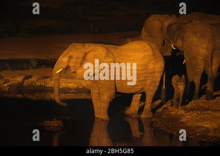 Afrikanische Elefanten (Loxodonta africana) Trinken am Wasserloch in der Nacht, Senyati Safari Camp, in der Nähe von Kasane, Botswana, Afrika Stockfoto