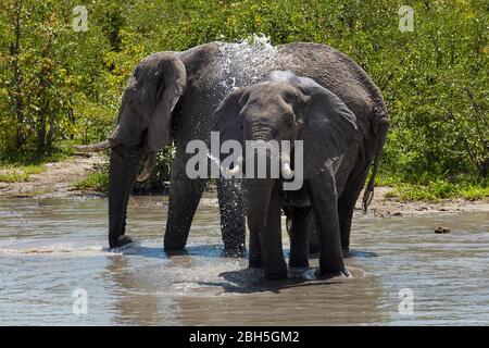 Elefant (Loxodonta africana) trinkt, neben Nata - Kasane Road, Botswana, Afrika Stockfoto