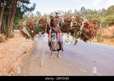 Eine alte Frau schleppt ein Bündel Eukalyptusstäbchen auf einer Straße in der Nähe von Addis Abeba. In Äthiopien, Afrika. Stockfoto