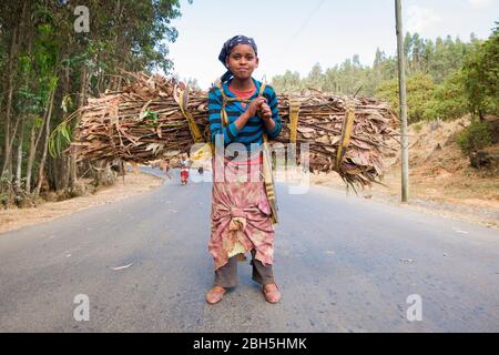 Eine junge Frau schleppt ein Bündel Eukalyptusstäbchen auf einer Straße in der Nähe von Addis Abeba. In Äthiopien, Afrika. Stockfoto