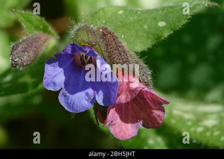 Lungenkraut - Pulmonaria officinalis mit rosa und blauen Blumen Stockfoto