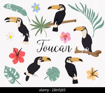 Vektor-Set von Tukan-Vögel auf tropischen Zweigen mit Blättern und Blumen. Vektor-Set von tropischen Blättern. Palme, Monstera, Bananenblatt, Hibiskus, Plumeri Stock Vektor