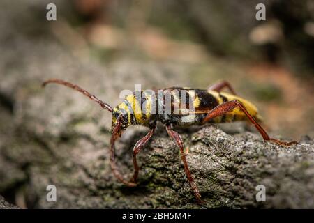 Ein schöner Langhornkäfer (Plagionotus detritus, Cerambycidae) auf Holz sitzend, Wien (Österreich) Stockfoto