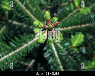 Baumspitze der jungen Weißtanne, abies alba, Draufsicht der jungen Triebe der Baumkrone Stockfoto