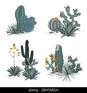 Dekorative Kompositionen, bestehend aus Kakteen, blühenden Kaktusbirnen, Agaven und Yucca. Vektor-Set-Illustration isoliert auf weißem Hintergrund. Stock Vektor