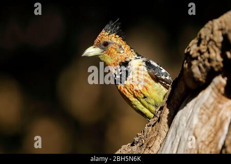 Ein Kammbarbet (Trachyphonus vaillantii), der in einem Baum sitzt, Südafrika Stockfoto