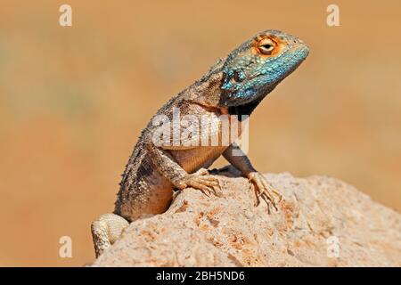 Porträt eines gemahlenen Agama (Agama aculeata) auf einem Felsen, Südafrika Stockfoto