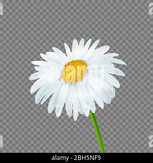 Realistische schöne Gänseblümchen isoliert, Vektor-Illustration Stock Vektor