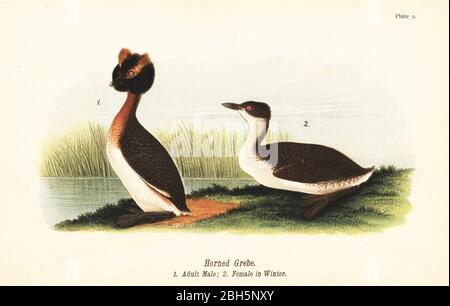 Horntaucher, Podiceps auritus, erwachsenes Männchen 1, und Weibchen im Wintergefieder. Chromolithographie nach einer ornithologischen Illustration von John James Audubon aus Benjamin Harry Warren’s Report on the Birds of Pennsylvania, E.K. Mayers, Harrisburg, 1890. Stockfoto