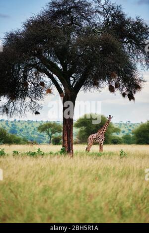 Schuss Giraffe in Afrika Stockfoto