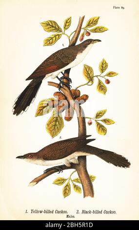 Gelbschnabelkuckuck, Coccyzus americanus 1 und Schwarzschnabelkuckuck, Coccyzus erythropthalmus 2, Männchen. Chromolithographie nach einer ornithologischen Illustration von John James Audubon aus Benjamin Harry Warren’s Report on the Birds of Pennsylvania, E.K. Mayers, Harrisburg, 1890. Stockfoto