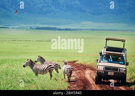 Touristen beobachten die Zebras vom Auto in Afrika Stockfoto