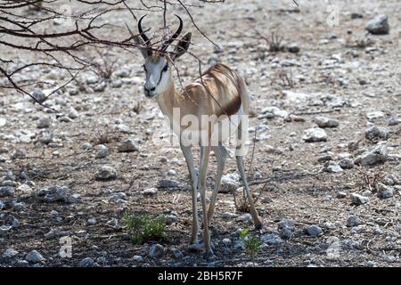 Springbok, Teil einer batchelor-Herde, im Schatten wegen der Hitze der Sonne, Etosha Nationalpark, Namibia, Afrika Stockfoto