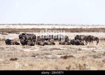 Blue Wildebeest Herde, Etosha Nationalpark, Namibia, Afrika Stockfoto