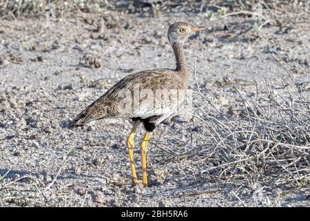 Weibchen, nördlicher schwarzer Korhaan, Afrotis afraoides, auch bekannt als Weißkieß-Trappe, Etosha Nationalpark, Namibia, Afrika Stockfoto