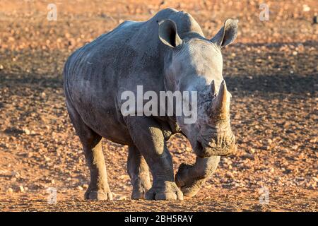 Morgendämmerung, Weißes Nashorn, Kalb, Naturschutzgebiet, Etosha Region, Namibia, Afrika, Stockfoto