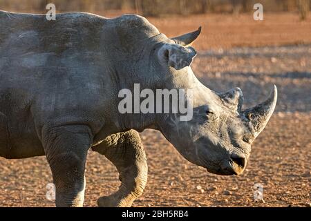 Morgendämmerung, Weisses Nashorn, Naturschutzgebiet, Etosha Region, Namibia, Afrika, Stockfoto