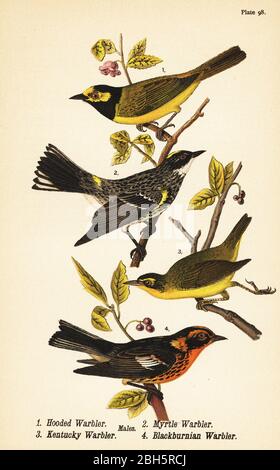 Kapuzenwaldsänger, Setophaga citrina 1, Gelbrumped-Warbler, Setophaga coronata 2, Kentucky-Warbler, Geothlypis formosa 3 und Blackburnian-Warbler, Setophaga fusca 4. Chromolithographie nach einer ornithologischen Illustration von John James Audubon aus Benjamin Harry Warren’s Report on the Birds of Pennsylvania, E.K. Mayers, Harrisburg, 1890. Stockfoto