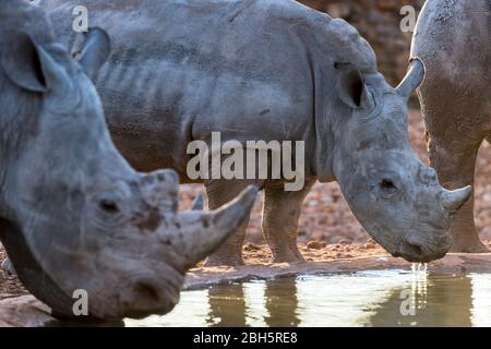 Morgendämmerung, Trunking von Menschen gemacht Wasserloch, White Rhinoceros, Conservation Area, Etosha Region, Namibia, Afrika, Stockfoto