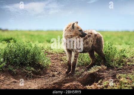 Junge gefleckte Hyäne auf Savannah Stockfoto