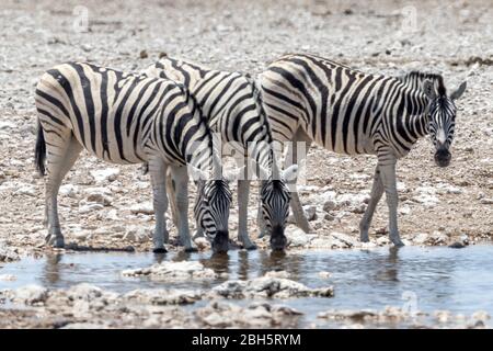 Burchells Zebra trinkt am Wasserloch, Etosha Nationalpark, Namibia, Afrika Stockfoto